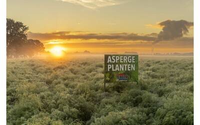 Hochwertige Spargelpflanzen von Teboza
